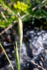 Moraea deltoidea