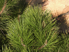 Pinus thunbergii