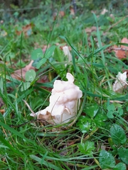 Helvellaceae