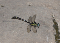Hemigomphus heteroclytus
