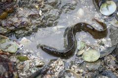 Pholis gunnellus
