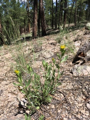 Heterotheca nitidula