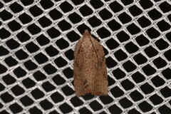Meritastis ursina