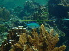 Chromis atripectoralis