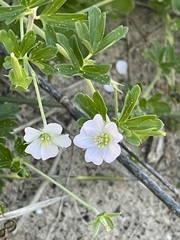 Geranium solanderi