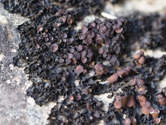 Enchylium polycarpon