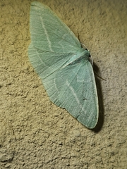 Chlorocoma stereota