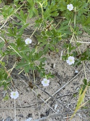 Geranium solanderi