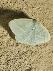 Chlorocoma stereota