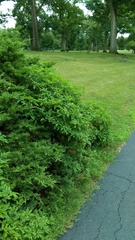 Physalis longifolia subglabrata