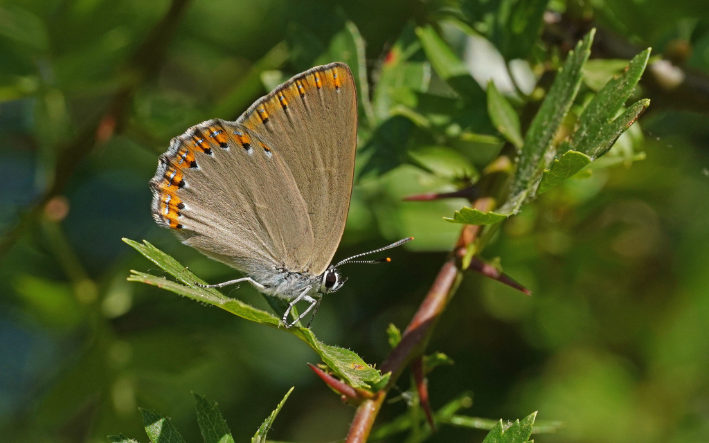 Spanish Purple Hairstreak
