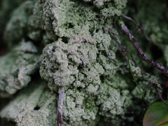 Trapeliopsis granulosa