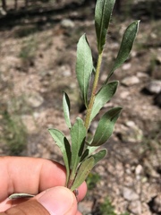 Heterotheca nitidula