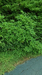 Physalis longifolia subglabrata