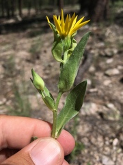 Heterotheca nitidula