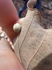 Acraspis pezomachoides