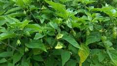 Physalis longifolia subglabrata