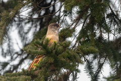 Perisoreus infaustus