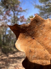 Acraspis pezomachoides