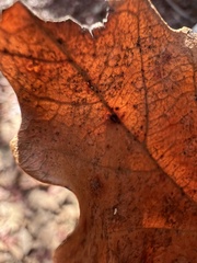 Acraspis pezomachoides