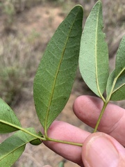 Dinosperma erythrococcum