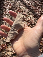 Acraspis pezomachoides