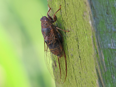 Birrima varians