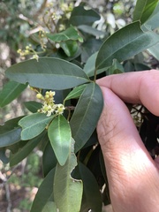 Dinosperma erythrococcum