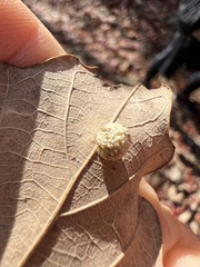 Acraspis pezomachoides