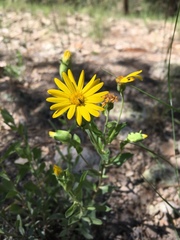 Heterotheca nitidula
