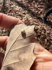 Acraspis pezomachoides