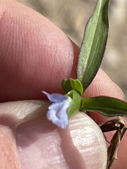 Commelina diffusa