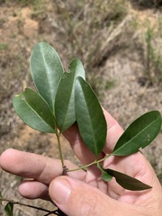 Dinosperma erythrococcum