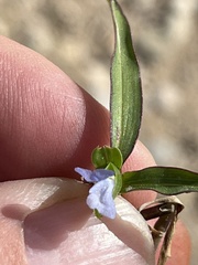 Commelina diffusa