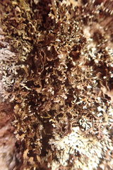 Physconia perisidiosa