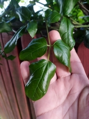 Lardizabala biternata