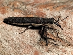 Rhinotia