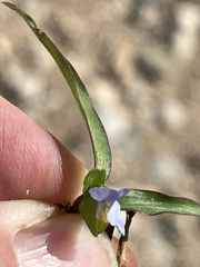 Commelina diffusa