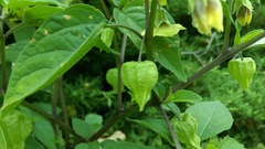 Physalis longifolia subglabrata