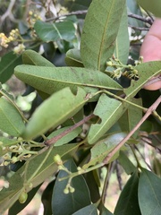 Dinosperma erythrococcum