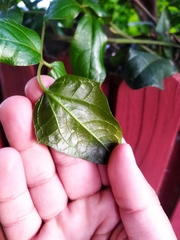 Lardizabala biternata