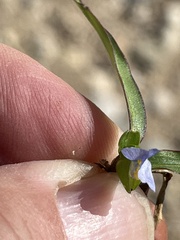 Commelina diffusa