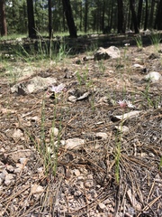 Allium rhizomatum