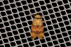 Saphezona pholidoxantha