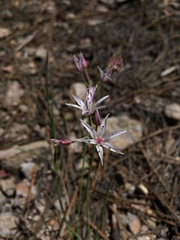 Allium rhizomatum