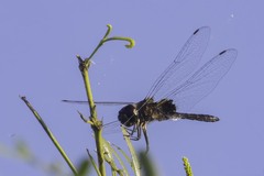 Macrodiplax balteata