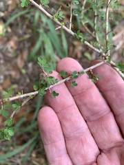Phyllanthus microcladus