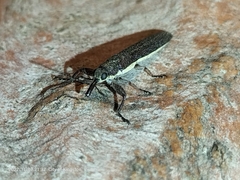 Rhinotia