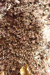 Physconia perisidiosa