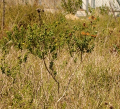 Leonotis ocymifolia